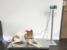 Acero inoxidable de escala de piso con pesaje de animales indicador