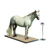 Acero inoxidable de escala de piso con pesaje de animales indicador